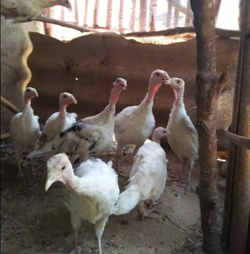 Jual Kalkun umur 6 bln dan 1,5 bln