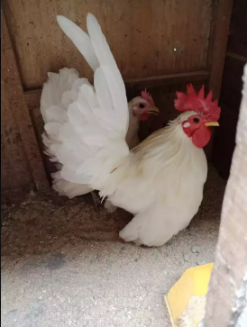 jual ayam kate 100rb/ekor.ayam kalkun 400rb/ekor