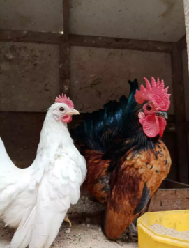 jual ayam kate 100rb/ekor.ayam kalkun 400rb/ekor