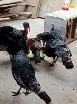 jual ayam kate 100rb/ekor.ayam kalkun 400rb/ekor