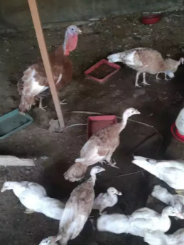 Jual ayam kalkun borongan Rp.1.300 .000,-