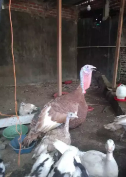 Jual ayam kalkun borongan Rp.1.300 .000,-