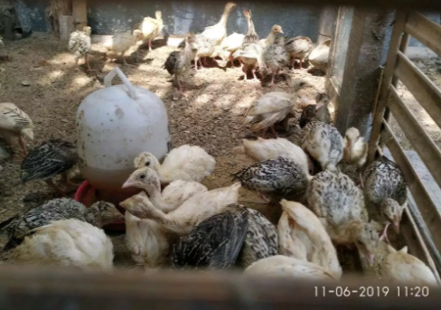 Ayam Kalkun bibit Kalkun Untuk BAKAR BAKAR TAHUN BARu