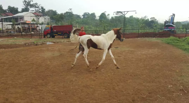 Dijual kuda belang jenis KP