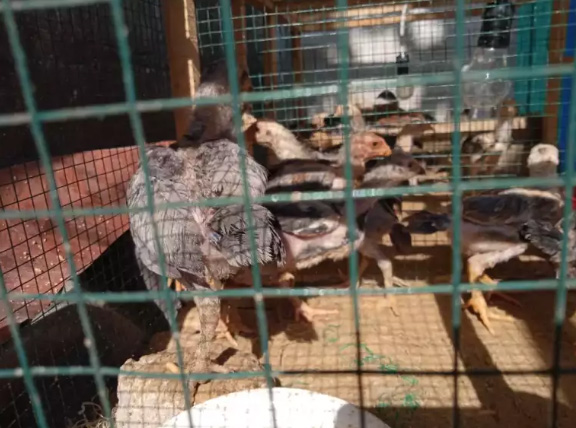 Ayam turunan bangkok