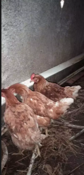 Ayam petelur 30 ekor /umur19 bulan JUAL SEMUA