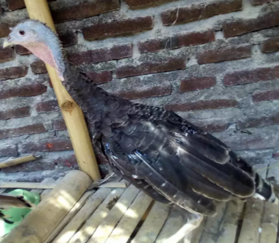 Kalkun indukan betina