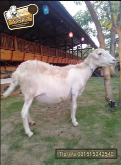 Peternakan Domba Pak Slamet Jual Kambing Gibas Betina Gemuk Dan Sehat