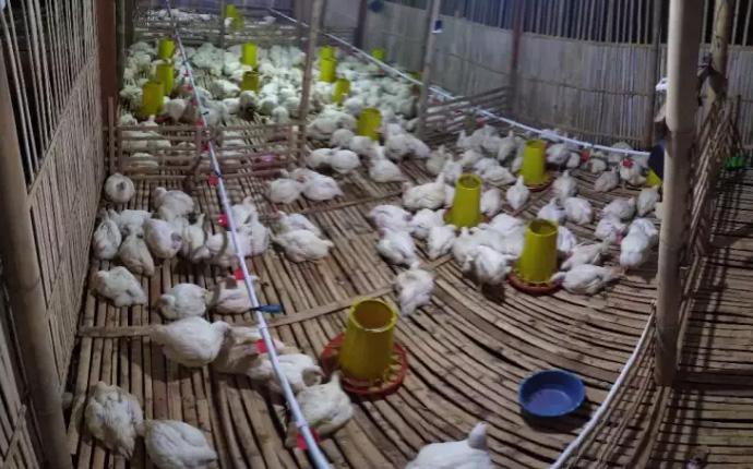 Ayam potong/ayam broiler/paha ayam