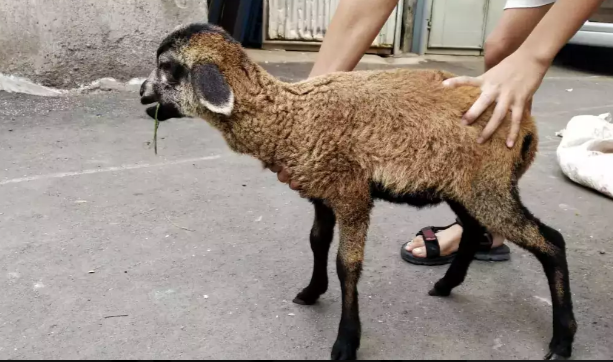 Anakan kambing domba sepasang ok coklat putih