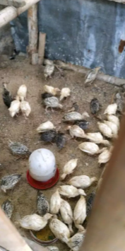 Ayam Kalkun bibit Kalkun Untuk BAKAR BAKAR TAHUN BARu