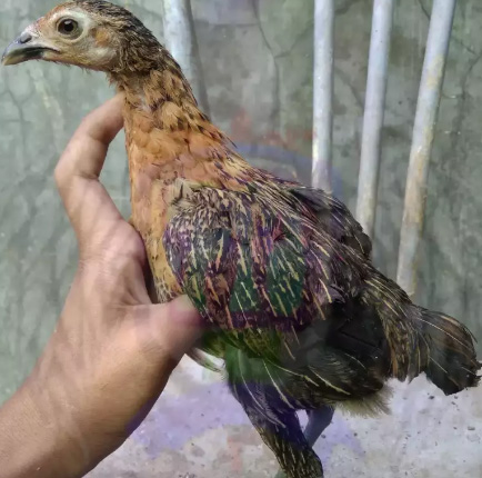 Ayam magon line morena timtam terorist