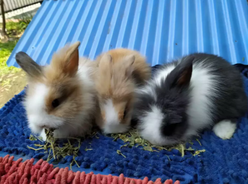 Kelinci fuzzy lop pure breed