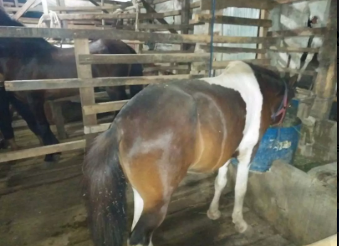 kuda poni tunggang bulu belang