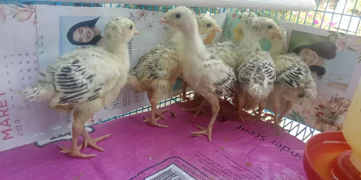 Anakan kalkun umur 1 minggu