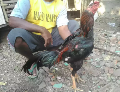 (BerVideo)PerusakBadan/Pembunuh/Jalu/MematahkanLeher/ Ayam Bangkok