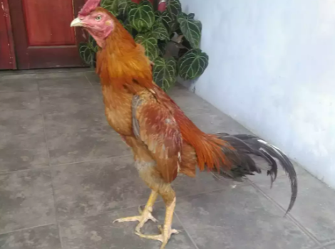 (BerVideo)PerusakBadan/Pembunuh/Jalu/MematahkanLeher/ Ayam Bangkok