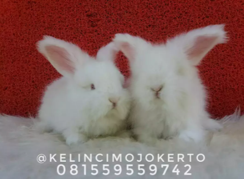 KELINCI INGGRIS ( ENGLISH ANGORA ) MURAHHHH ABISSSSSS TERNAK SENDIRI