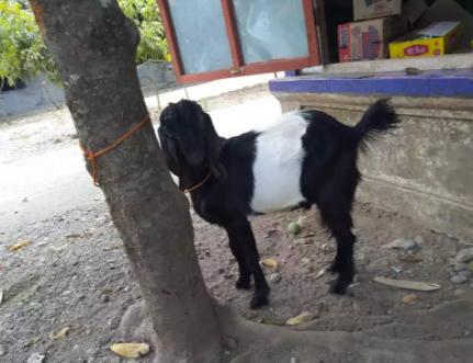 Kambing Kendit jantan