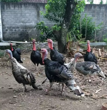 Ayam Kalkun Dewasa Bisa Dikirim DKI Jakarta