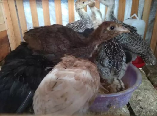 Kalkun anakan bronze /ekor