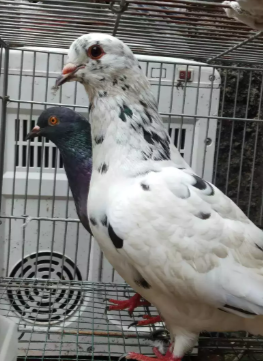 Burung dara kolongan