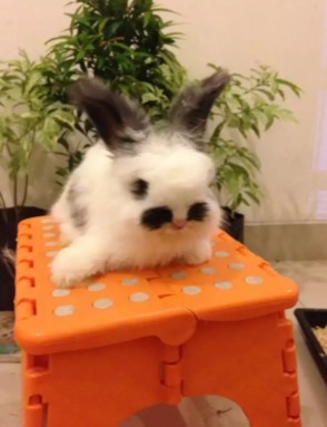 Kelinci English anggora