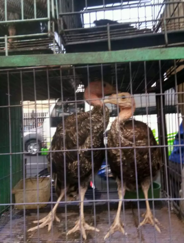 Ayam Kalkun Usia 4-6Bln Bisa Dikirim Jabodetabek