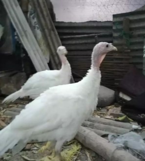 Kalkun putih sepasang