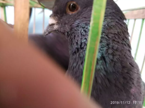 Dijual Burung Dara Jawa Dwipa