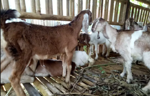 Kambing cempe betina