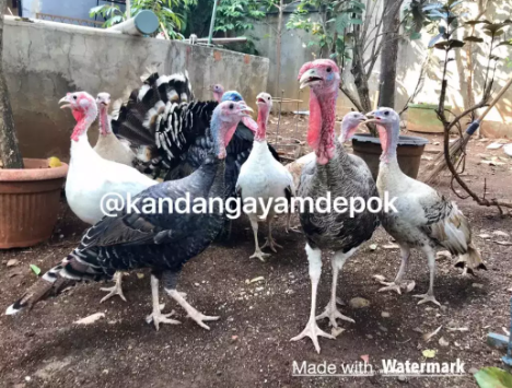 Ayam kalkun sudah produksi