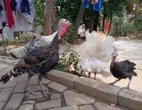 kalkun borongan 6 ekor