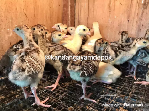Ayam kalkun anakan 2 minggu