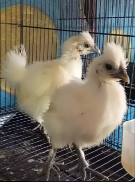 Ayam Hias Ready Kalkun Cemani Batik mutiara poland ayam hutan bekisar