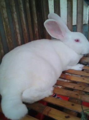 Kelinci rex Bulu karpet