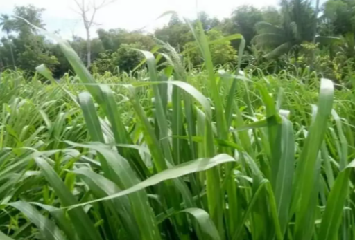 Benih Rumput Untuk Ternak Sapi Yang Berkualitas Baik
