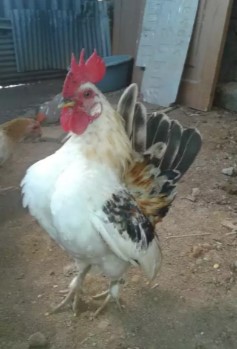 sepasang ayam kate