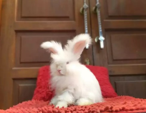 Kelinci English Angora Sepasang