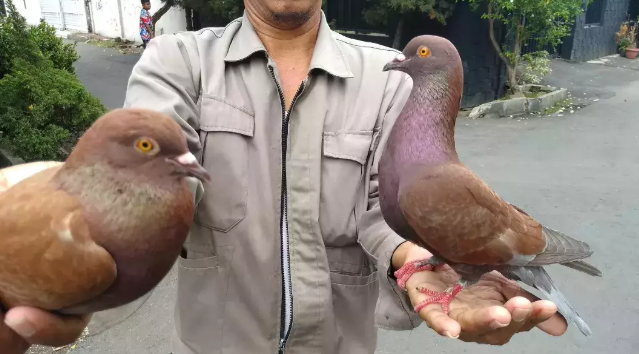 Burung dara kelabu