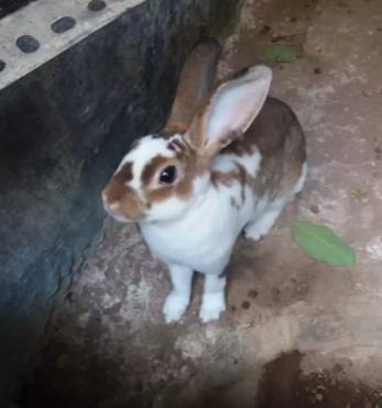 Kelinci minirex 3bln