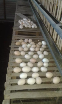 Jual indukan ayam kampung