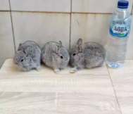Jual anakan kelinci nd