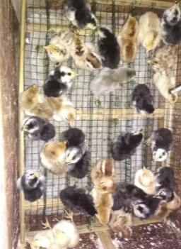 Jual doc anak ayam kampung