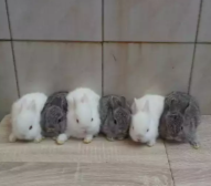 Jual anakan kelinci nd