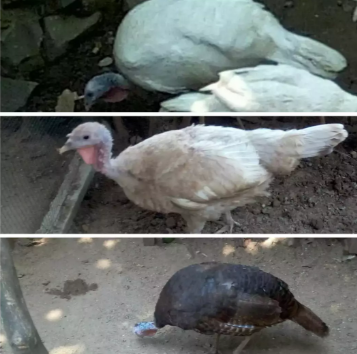 Kalkun betina dewasa