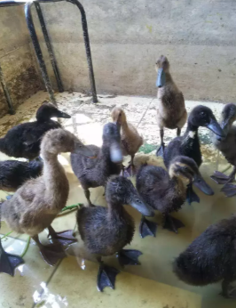 Ayam Kampung Organik per Kilo