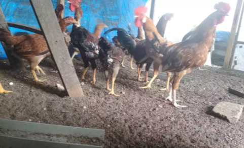 Ayam Kampung Jantan Siap Kawin