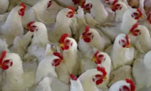 Dijual DOC atau Bibit Ayam Broiler Pedaging Ke Sumatera