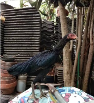 Ayam Bangkok Asli Betina siap pacak